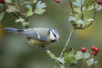 Eurasian Blue Tit (Cyanistes caeruleus), Lower Saxony, Germany