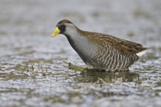 Sora (Porzana carolina), British Columbia, Canada