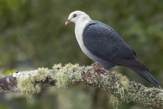 White-headed Pigeon (Columba leucomela) perched on a branch in eastern Australia