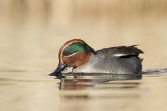 Eurasian Teal (Anas crecca) male, St. Gallen, Switzerland