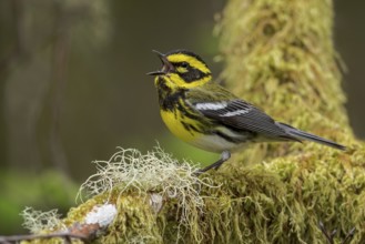 Townsend's Warbler (Dendroica townsendi) perched on a branch in Victoria, BC, Canada