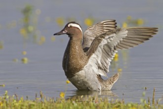 Garganey (Spatula querquedula) male, Mallorca, Spain