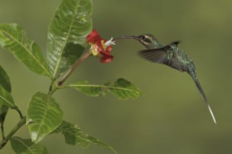 Green Hermit (Phaethornis guy), Costa Rica