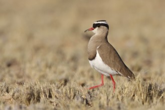 Crowned Lapwing (Vanellus coronatus), Northern Cape, South Africa