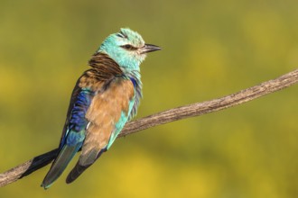 European Roller (Coracias garrulus) perched on a branch, Subotica, Serbia