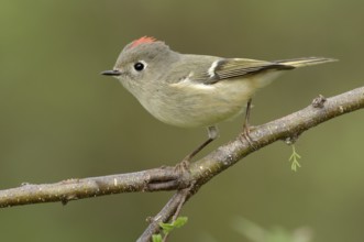 Ruby-crowned Kinglet (Regulus calendula), Texas, USA