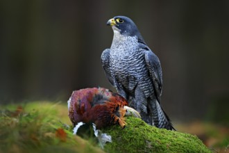 Peregrine falcon with caught Pheasant, feeding on killed big bird on the green mossy rock with dark
