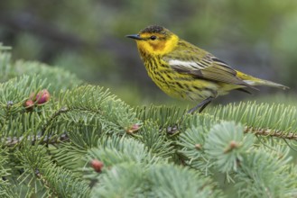 Cape May Warbler (Dendroica tigrina) perched on a branch in Ontario, Canada