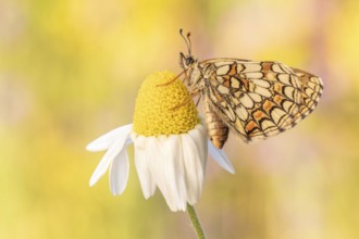 Das Weibchen des Wachtelweizen-Scheckenfalter (Melitaea athalia)