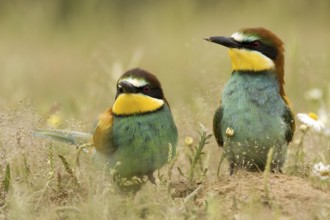 European Bee-eater (Merops apiaster) pair, Madrid, Spain