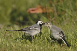White Wagtail (Motacilla alba) feeding juvenile, North Rhine-Westphalia, Germany