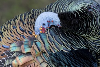Ocellated Turkey (Meleagris ocellata) male preening, Peten, Guatemala