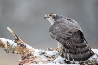 Northern Goshawk (Accipiter gentilis) male perched on a snowy tree trunk, Bialowieca National Park,