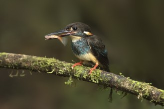 Blue-banded Kingfisher (Alcedo euryzona) male perched on a branch with fish prey in beak, Selangor,