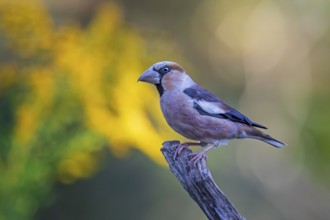 Hawfinch (Coccothraustes coccothraustes), Saxony-Anhalt, Germany