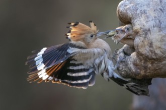 Eurasian Hoopoe (Upupa epops) feeding juveniles in breeding cavity, Saxony-Anhalt, Germany