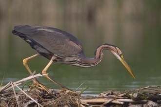 Purple Heron (Ardea purpurea) hunting, Subotica, Serbia
