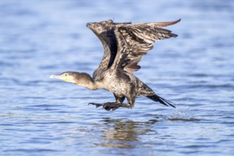 Great Cormorant (Phalacrocorax carbo) approaching, Andalusia, Spain