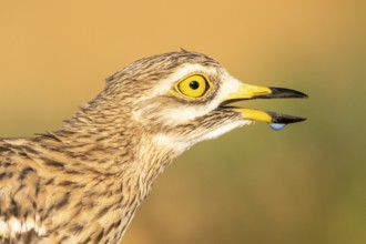 Eurasian Stone-curlew (Burhinus oedicnemus), Castile-La Mancha, Spain