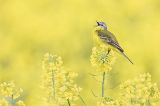 Western Yellow Wagtail (Motacilla flava) singing in a rape field, Poland