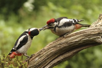 Great Spotted Woodpecker (Dendrocopos major) juvenile, Lower Saxony, Germany