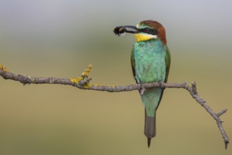European Bee-eater (Merops apiaster) perched on a branch with an insect in its beak, Lesvos, Greece