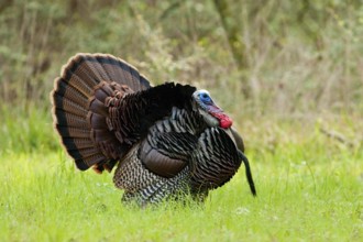 Wild Turkey (Meleagris gallopavo) male displaying, Texas, USA