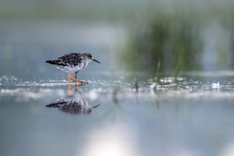 Ruff (Calidris pugnax), Danube Delta, Romania