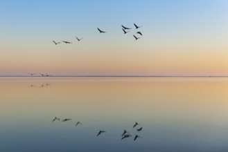 Common Crane (Grus grus) flying, Mecklenburg-Western Pomerania, Germany
