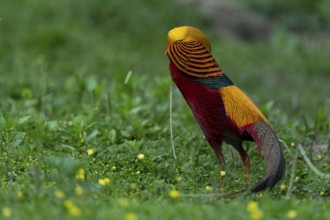 Golden Pheasant (Chrysolophus pictus) male perched on the ground, Shanxi, China