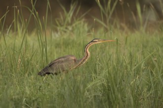 Purple Heron (Ardea purpurea) foraging, Serbia