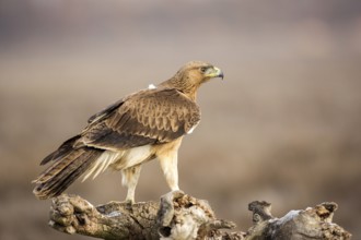 Bonelli's Eagle (Aquila fasciata) juvenile, Castile-La Mancha, Spain