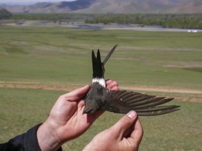 Pazifiksegler (Apus pacificus) in the hand at ringing, Mongolia