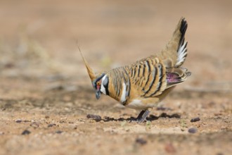 Spinifex Pigeon (Geophaps plumifera) displaying, Queensland, Australia