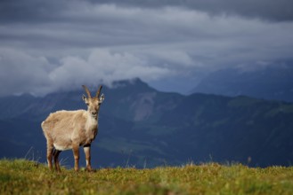Alpine Ibex (Capra ibex) female at edge of cliff, Bernese Oberland, Switzerland