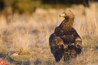 Golden Eagle (Aquila chrysaetos) female, Madrid, Spain
