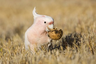 Major Mitchell's Cockatoo (Lophochroa leadbeateri) feeding on a Paddy melon (Cucumis myriocarpus),