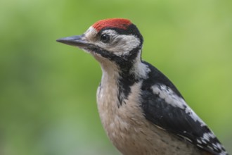 Great Spotted Woodpecker (Dendrocopos major) juvenile, Lower Saxony, Germany