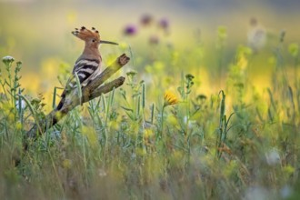 Eurasian Hoopoe (Upupa epops), Saxony-Anhalt, Germany