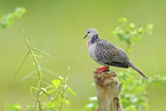 Spotted dove, Spilopelia chinensis, small and somewhat long-tailed pigeon from Sri Lanka, Asia.