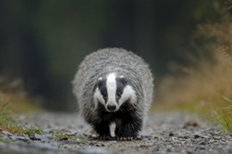 Badger running in forest, animal nature habitat, Germany, Europe. Wildlife scene. Wild Badger,