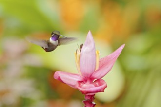 Humminbird frm Colombia in the bloom flower, Colombia, wildlife from tropic jungle. Wildlife scene
