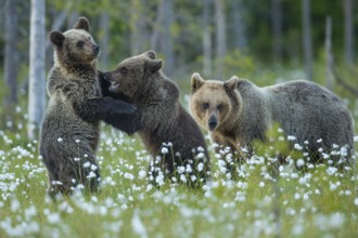 Eurasian Brown Bear (Ursus arctos) mother with play fighting cubs, Finland
