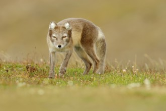 Arctic Fox, Vulpes lagopus, cute animal portrait in the nature habitat, grass meadow with flowers,