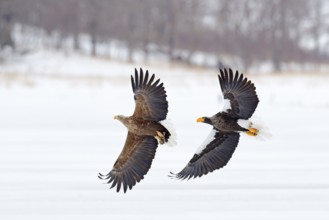Eagle fight. Eagle fight with fish. Winter scene, birds of prey. Big eagles, snow sea. Flight