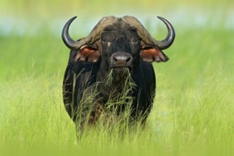 Evening sunset in Africa. African Buffalo, Cyncerus cafer, standing on the river bank, Chobe,