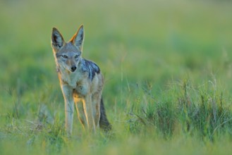 Jackal and evening sunlight. Black-Backed Jackal, Canis mesomelas mesomelas, portrait of animal
