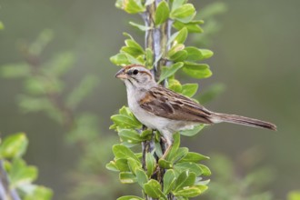 Rufous-winged Sparrow Peucaea carpalis Santa Rita Mountains, Santa Cruz County, Arizona, United
