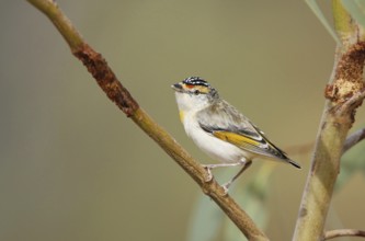 Red-browed Pardalote (Pardalotus rubricatus), Queensland, Australia