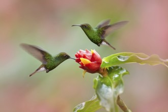 Costa Rica, Coppery-headed Emerald, Elvira cupreiceps, beautiful hummingbird from La Paz Cordillera